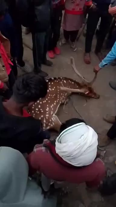 पीलीभीत: अभयपुर जंगल से भटका हिरण आवारा कुत्तों के हमले का शिकार, वन विभाग ने कराया उपचार