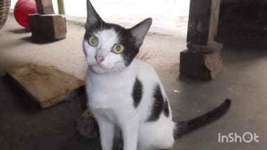 বর্ধমান ১: পৌষ্যবিড়ালের নোংরা করাকে কেন্দ্র করে ভাড়াটিয়ার সঙ্গে ঝগড়া এবং ভাটিয়ার ধাক্কায় পড়ে গিয়ে মৃত্যু হল বাড়ি মালিকের