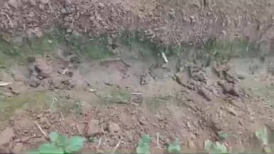 সীমলাপাল: আলু জমিতে রহস্যময় পায়ের ছাপ, বাঘ আতঙ্কে কাঁপল সিমলাপাল