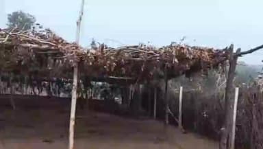 चितरंगी: सिंगरौली मेबाड़े में गायों की मौत, प्रशासन कर रहा जांच, अधिकारियों ने कहा- लापरवाही पर होगी कार्रवाई