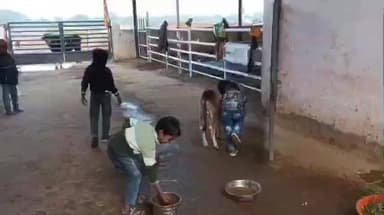 दलौदा: ग्राम बनी में युवाओं ने गौशाला पहुंचकर गौ माता को खिलाया एक क्विंटल 1 किलो बाजरा और गुड़