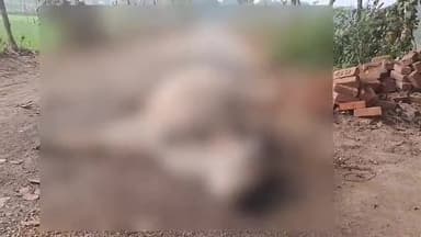 रुदौली: कसारी से बहबरा - सुनवा मार्ग पर सड़क के बीचों-बीच रात से मृत पड़े गोवंश का सोशल मीडिया पर वीडियो हुआ वायरल