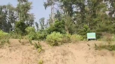 ଭୋଗରାଇ: ଉଦୟପୁର-ତାଳସାରି ଝାଉଁ ଜଙ୍ଗଲରେ ବଣଭୋଜି ମନା ,ସୂଚନା ଦେଲେ ବନ ବିଭାଗ