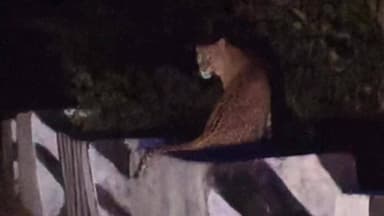 आनंदपुरी: मानगढ़ धाम क्षेत्र में पैंथर का कुनबा, पुलिस ने किया सतर्क