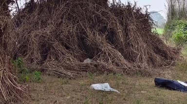 पिंड्रा: चोलापुर में युवती का खून से लथपथ शव मिला, क्षेत्र में फैली सनसनी