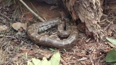 जरमुण्डी: सुखजोरा हाई स्कूल के पास विशाल अजगर निकलने से भगदड़, वन विभाग को दी सूचना