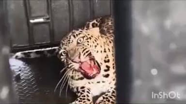 निफाड: निफाड तालुक्यातील देवगाव चौथा बिबट्या वनविभागाच्या पिंजऱ्यात