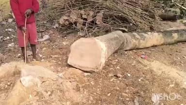 मसलिया: मसलिया अंचल क्षेत्र में हरे-भरे पेड़ों की कटाई जारी, प्रशासन बेखबर