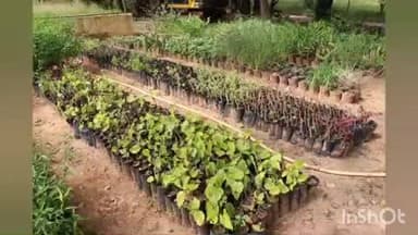 తిరుమల కొండకు మరో మణిహారం ఔషధ వనం