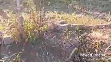 नैनपुर: ग्राम बेगरबानी में निकला 8-9 फीट लंबा अजगर, सर्प विशेषज्ञ ने रेस्क्यू कर वन क्षेत्र में छोड़ा