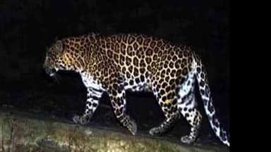 कपकोट: दौला गांव में गुलदार का आतंक चरम पर, ग्रामीण भय और दहशत के माहौल में जीने को मजबूर, वन विभाग से लगाई गुहार