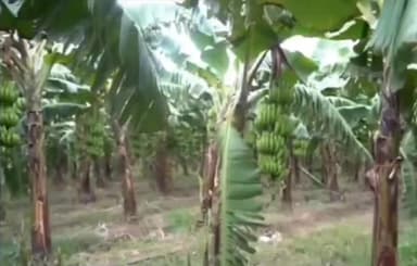 रीगा: एमएससी पास अभिषेक आनंद बने सफल किसान, केले की खेती से कर रहे लाखों की कमाई
