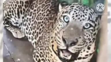 सिन्नर: देवपूर शिवारात नर बिबट्या पिंजऱ्यात जेरबंद