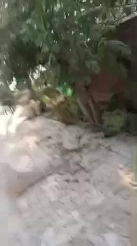 गौ रक्षा दल ट्रस्ट अलीगढ़ के राष्ट्रीय अध्यक्ष द्वारा वन विभाग के एक कर्मचारी को रिश्वत लेते पकड़ उस के खिलाफ कार्रवाई