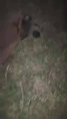 बरही: ग्राम पडरिया में करंट लगने से बंदर घायल, ग्रामीणों ने वन विभाग को दी सूचना