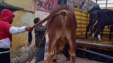 पडरौना: पड़रौना नगर में छुट्टा सांड के हमले से 14 तारीख को हुई मौत के बाद प्रशासन सख्त, लगातार छठे दिन चला रेस्क्यू अभियान