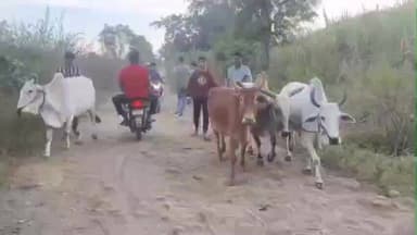खकनार: मोद्रा गांव के पास गौ-तस्करी पर करारा प्रहार, 4 बैल मुक्त, तस्कर मौके का फायदा उठाकर फरार