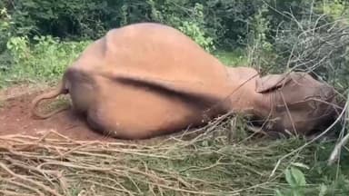 ஆண்டிப்பட்டி: மேகமலை வன பகுதியில் வயது முதிர்வு காரணமாக உயிரிழந்த யானை JCB மூலம் வனப்பகுதியில் புதைக்கப்பட்டது