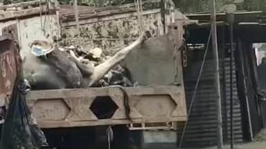 नौगांव: मृत गाय को कचरे के ट्रैक्टर में ले गए सफाईकर्मी, वीडियो वायरल!