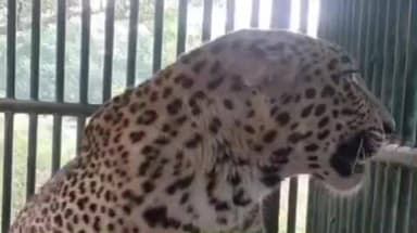 કોડીનાર: કોડીનારના મૂળ દ્રારકા રોડ નજીક આતંક મચાવનાર દીપડો પાંજરે પુરાયો દીપડાને જામવાડા એનિમલ કેર સેન્ટર ખાતે ખસેડાયો