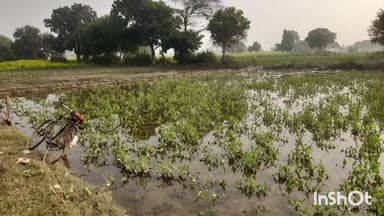 जलेसर: ब्लॉक निधौली कलां के गांव किशोरपुरा में नाला काटने से 30 बीघा मटर, आलू और सरसों की फसलें डूबीं
