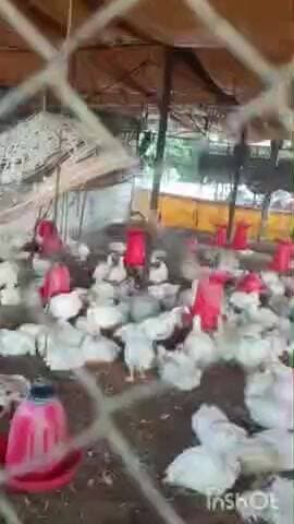 नाशिक: भरवीर खुर्द येथे पक्षाच्या शोधात आलेल्या बिबट्या फसला पोल्ट्री फार्म मध्ये पोल्ट्री मार्गाने दरवाजा केला बंद