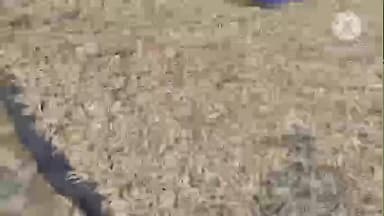 কাকদ্বীপ: ভারত বাংলাদেশের দুই দেশের সমস্যার কারণে কাকদ্বীপের শুটকি মাছের খুঁটি মালিকদের চিন্তার ভাঁজ