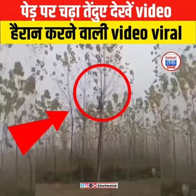 रेस्क्यू पूरा होने के बाद गुलदार को वन विभाग की गाड़ी से सुरक्षित स्थान पर ले जाया गया. इसके बाद ग्रामीणों ने राहत की सा...