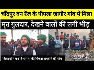 बिजनौर में सनसनी, चाँदपुर वन रेंज के पीपला जागीर में खेतों के पास मिला मृत गुलदार#bijnornewsupdate1