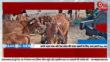 #राजस्थान में गोवंश त्रासदी,भूख और दूषित चारे से 100 से ज्यादा गायों की मौत,भोमपुरा गौशाला बना मौत का मैदान,प्रशासन पर उ...