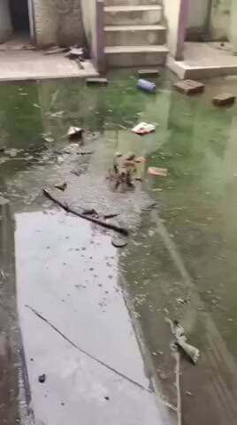 #चक अभय राम मामा भांजे का तालाब नैनी प्रयागराज में नली भर चुकी है और केप्लन कई बार हो चुका है कोई सुनाई नहीं हो रहा है 2