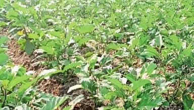 भरगामा: पैकपार पंचायत के संजय मंडल ने बैगन खेती से रचा नया उदाहरण