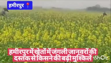 #हमीरपुर में खेतों में जंगली जानवरों की दस्तक से किसने की बढ़ी मुश्किलें