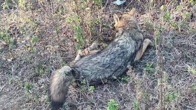 बड़वानी: डिहाइड्रेशन से पीड़ित सियार का वन विभाग ने किया रेस्क्यू, इलाज के बाद जंगल में छोड़ा