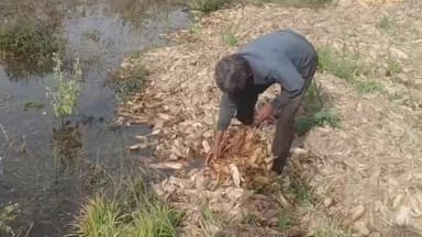 अंजड़: मोहीपुरा रोड पर नहर का पानी खेत में घुसने से 50 ट्राली मक्का फसल बर्बाद