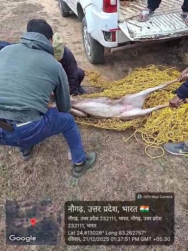 #चंदौली: नौगढ़ कस्बे में जंगल से भटक कर आया चीतल हिरण, भागने के चक्कर में पुराने कुएं में गिरा, हिरण के गिरने के बाद लोग...