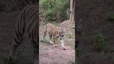 #tiger