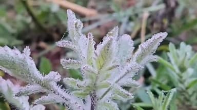 लवाण: लवाण उपखंड क्षेत्र में लगातार दूसरे दिन छाया घना कोहरा, पेड़-पौधों पर जमीं ओस की परत, सर्द हवाओं ने बढ़ाई ठिठुरन