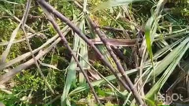 ଚମ୍ପୁଆ: ମଗଂଳପୁର ଗାଁ ରେ ଆଖୁବାଡି ଉଜାଡିଲେ ତେର ଟିକିଆ ହାତୀପଲ