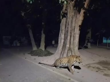 किशनगंज: ठाकुरगंज प्रखंड के भेलाडूबी गांव के पास तेंदुआ दिखने से इलाके में दहशत