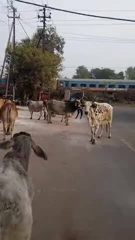 ग्वालियर के industrial एरिया मे लावारिस गाय साँड़ फिरते हुए.... जो कि आये दिन इंसानो के लिए खतरा बनते जा रहे हैं l