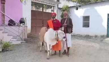 बड़वानी: नर्मदा परिक्रमा पर निकले संत भोला महाराज पहुंचे बड़वानी, नंदी और श्वान के साथ दे रहे पशुप्रेम का संदेश