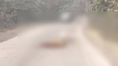 सरई: सिंगरौली में वाहन की टक्कर से छह गोवंशों की मौत, सरई-झुराही मार्ग पर घटना से ग्रामीणों में आक्रोश