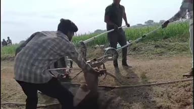 मनासा: मनासा वन विभाग ने ग्राम गुजरत में 10 फीट लंबे अजगर का रेस्क्यू किया, सुरक्षित गांधी सागर अभ्यारण में छोड़ा