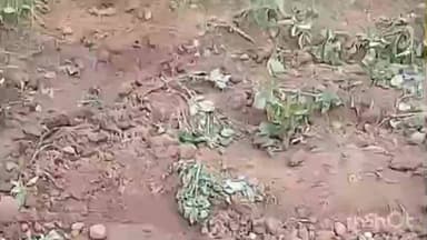 रनियां: जराकेल गांव में जंगली हाथी ने आलू और अन्य सब्जियों को किया नुकसान