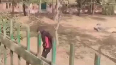 रोहतक: रील बनाने के लिए चिड़ियाघर में धूप सेंक रहे मगरमच्छ के बाड़े में घुसा युवक, वीडियो वायरल