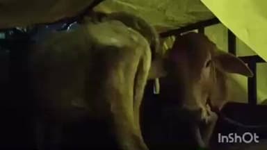 धमतरी: पिकअप वाहन में क्रूरता पूर्वक गौ वंश लेकर जा रहे गौ तस्करों को गौ सेवकों ने पकड़कर थाना लाया