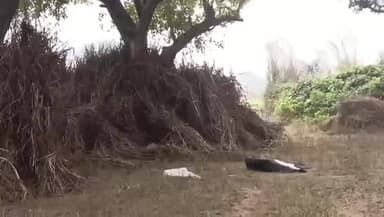 पिंड्रा: चोलापुर में पति ने पत्नी को अवैध संबंध के शक में उतारा मौत के घाट, पुलिस ने किया सनसनीखेज खुलासा