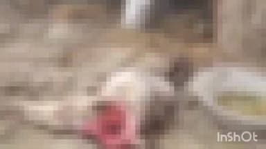 निघासन: फरदहिया गांव में तेंदुए का आतंक, घर में बंधे बछड़े को बनाया निवाला, वन विभाग की चुप्पी पर उठे सवाल