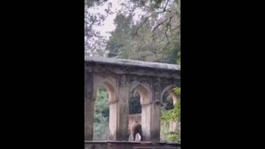 सवाई माधोपुर: सवाई माधोपुर के रणथंभोर टाइगर रिजर्व के खेमचा कुंड गणेश परिक्रमा मार्ग पर बाघ दिखा, सफारी के दौरान पर्यटक हुए रोमांचित